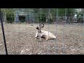 Reindeer At Stone Zoo