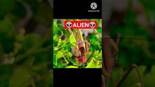 Download lagu Mentadak. Mantis. mp3 Download lagu Mentadak. Mantis. mp3