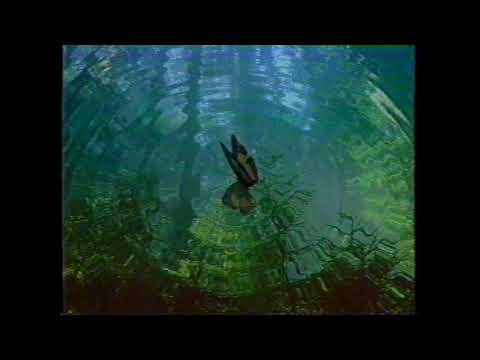 Intervalo: Programa Eleitoral do PTB X Terra Nostra - Vênus (23/09/1999)