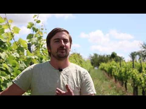 Demeter-Winzer Theo Weinmann über Biodynamie und Demeter-Wein