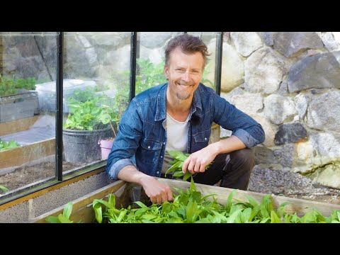 Kökets trädgård del 9 - Odla vitlök - Köket