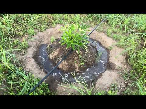 နှစ်ရှည်ပင်များ ရေပေးစနစ်တပ်ဆင်ပုံ