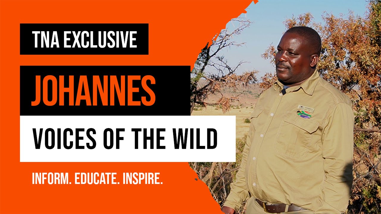 Voices of the Wild | A Game Ranger’s Journey in Pilanesberg – Shepherd’s Tree Game Lodge