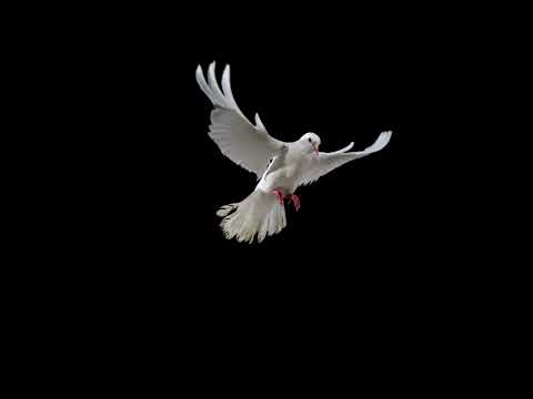 White dove flying - ULTRA SLOW MOTION