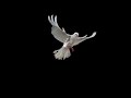 White Dove Flying ULTRA SLOW MOTION