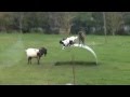 Shaun The Sheep Goat