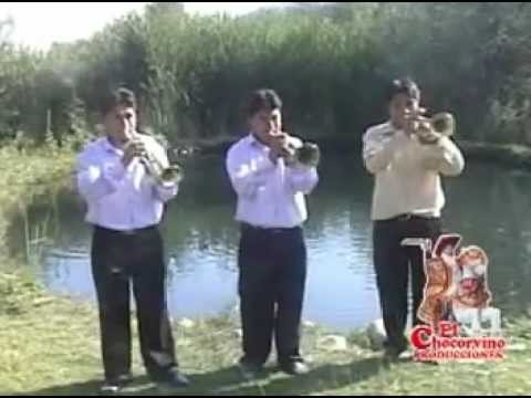 celosa - flor de pensamiento ...  Juventud San Juan de Santiago de Chocorvos