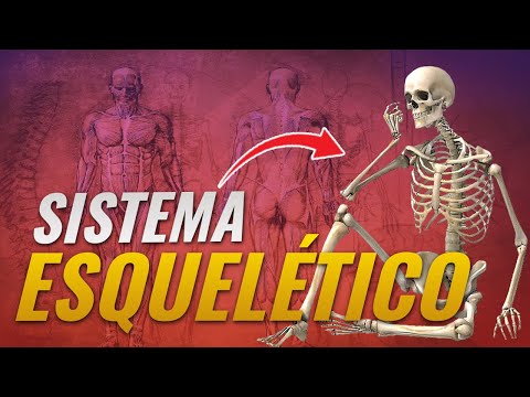 Skeletal System - Complete Lesson - Bone System