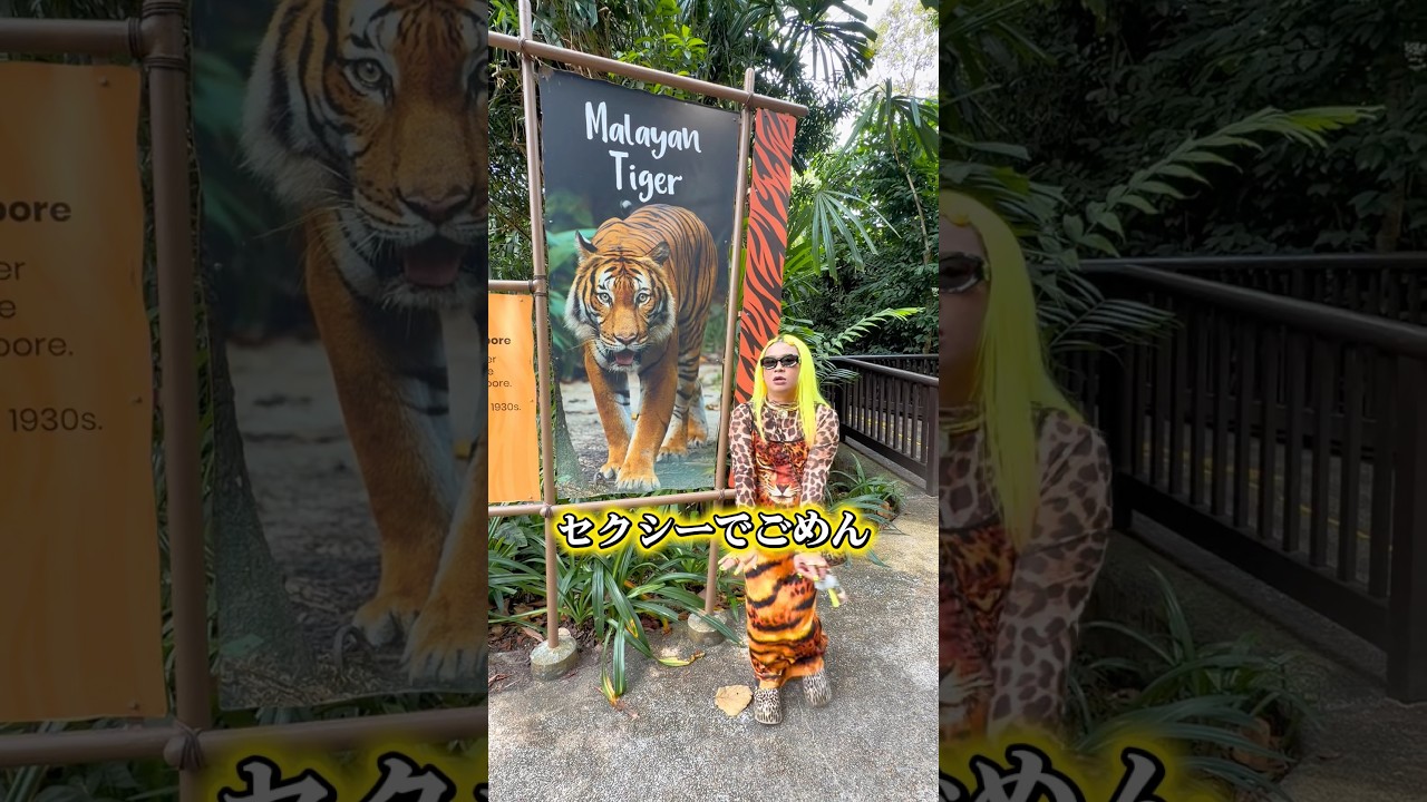 シンガポーﾘｱのトラに会いに来た🐯🫶💛🧡 #シンガポール #singapore #tiger