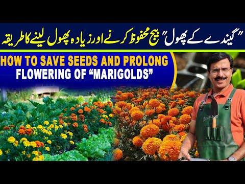 How to save seeds and prolong flowering of Marigolds | Gardening With Javed Iqbal