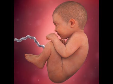 Pregnancy Week by Week - 40 Week's Of Preganancy