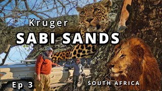 Ultimate Safari Adventure in Sabi Sands – Big Cats, Rhinos & Elephants