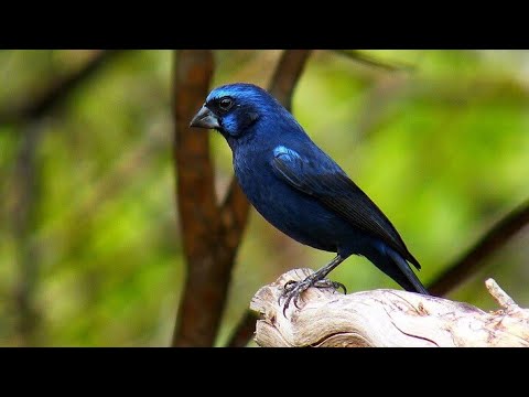 como levantar fogo do azulão brigando com outro