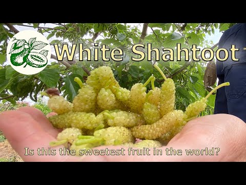 Are White Shahtoot Mulberries the Sweetest Fruit in the World?