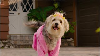 Subaru New Look | Subaru Outback Dog Tested