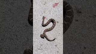 Venomous Snake With Its Head Cut Off Bites Itself ☘️? #shorts #viral #trending #tiktok