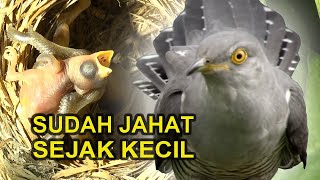 Download lagu KEDASIH BURUNG PALING JAHAT DAN LICIK mp3