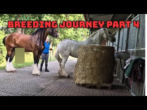 Shire Horse Mating – Fourth Attempt | Patience in Breeding – Part 4