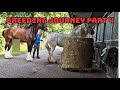 Shire Horse Mating Fourth Attempt Patience In Breeding Part 4