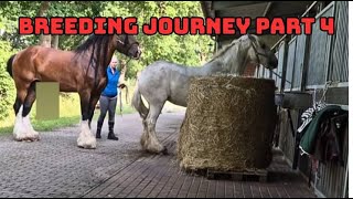 Download lagu Shire Horse Mating – Fourth Attempt | Patience in Breeding – Part 4 mp3