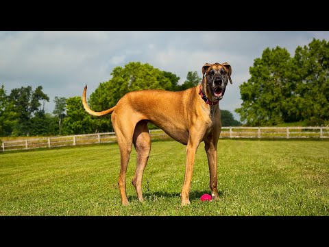 Great Dane Leash Training and Walking Techniques