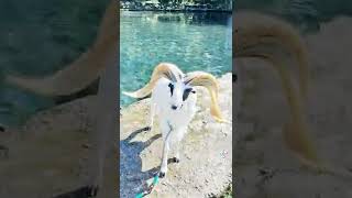 Download lagu domba adu garut## mp3