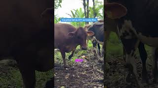 Vidéo disponible sur ma chaine ytb J’EXPLORE LA JUNGLE LA PLUS DANGEREUSE - Vlog Costa Rica #shorts