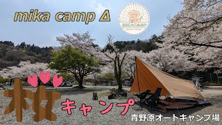 【犬キャンプ】　今年も満開の桜を求めて来てしまいました♪
