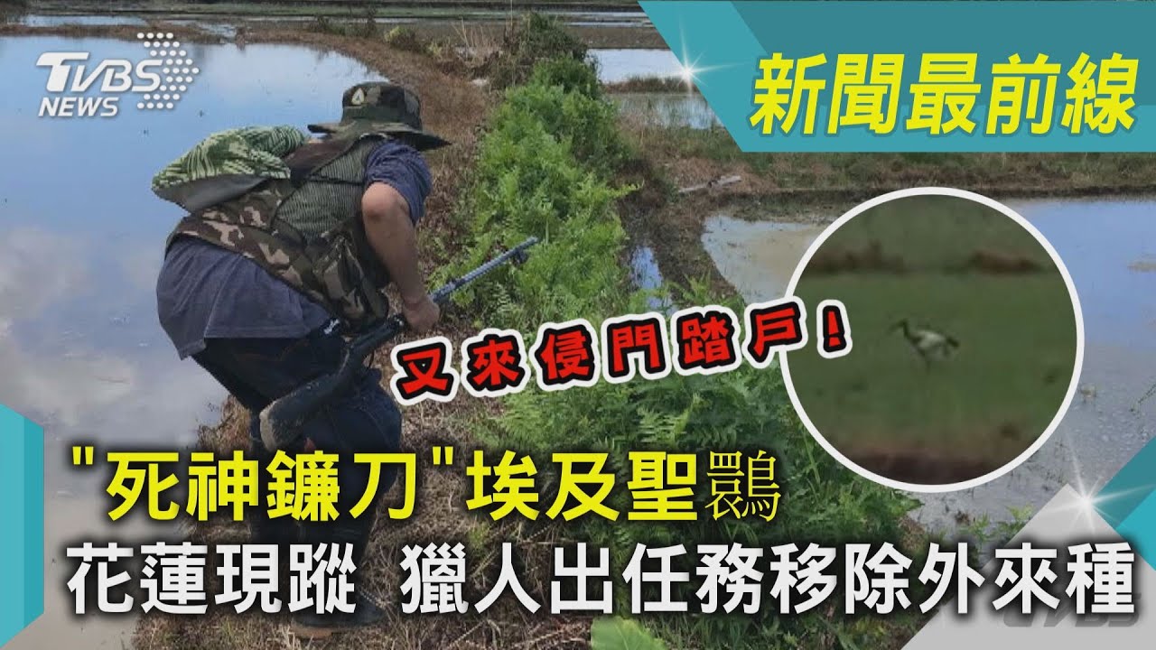 埃及聖䴉花蓮現蹤!獵人出任務移除外來種