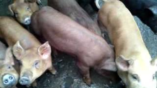 preview picture of video 'Jan 27, 09 - Tian Shan Piglets Farm in San Sing Town, Yi Lan County'