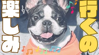 【伊豆旅行Part1】ワンコと初めての旅館お泊まり🐶