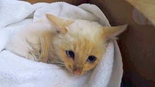 ВОЛНУЮЩИЕ СЛУЧАИ С КОШКАМИ