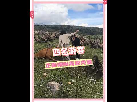 西藏神鳥禿鷲的震撼一幕：完美詮釋「幸福者退讓原則」 #禿鷲 #幸福者退讓原則 #西藏 #神鳥 #康定