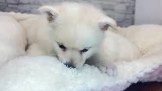 ハーフ犬の動画01