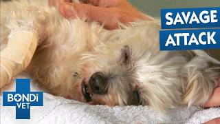 Owner Panicking After Dog Suffers Brutal Attack | Bondi Vet