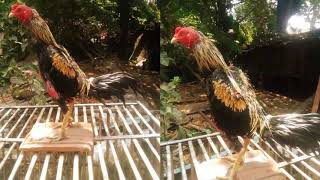 Download lagu Ayam wido mp3