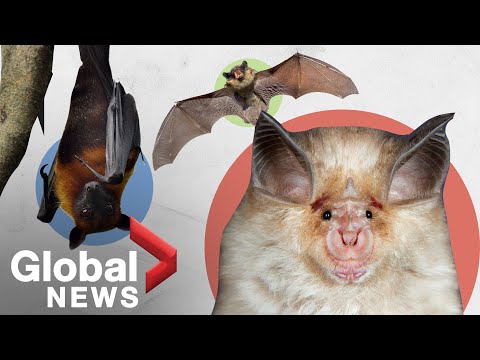 Why bats can survive diseases humans can't