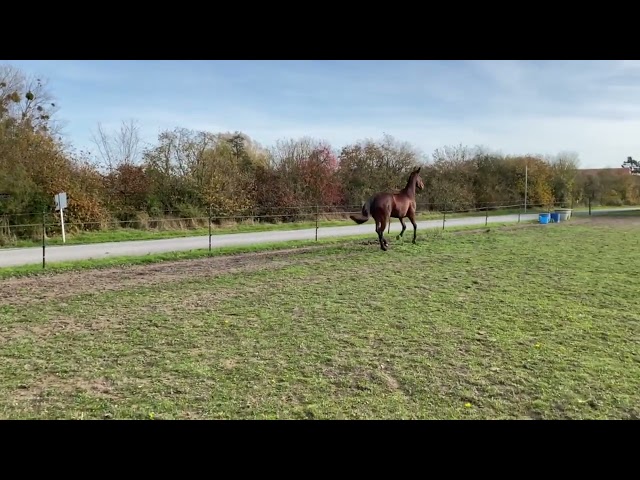 JUMENT AKHAL TEKE 6 ans 