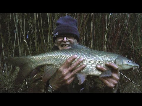 531 Last barbel of the old year
