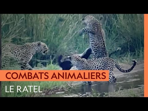 Honey badger resists attack by three leopards