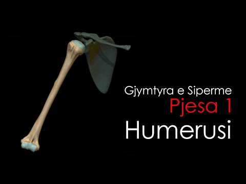 Humerusi- [Anatomia e Njeriut][Gjymtyra e siperme][Pjesa 1]