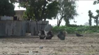 preview picture of video 'Senegal:  Présentation de Notto (Presentation of Notto)'