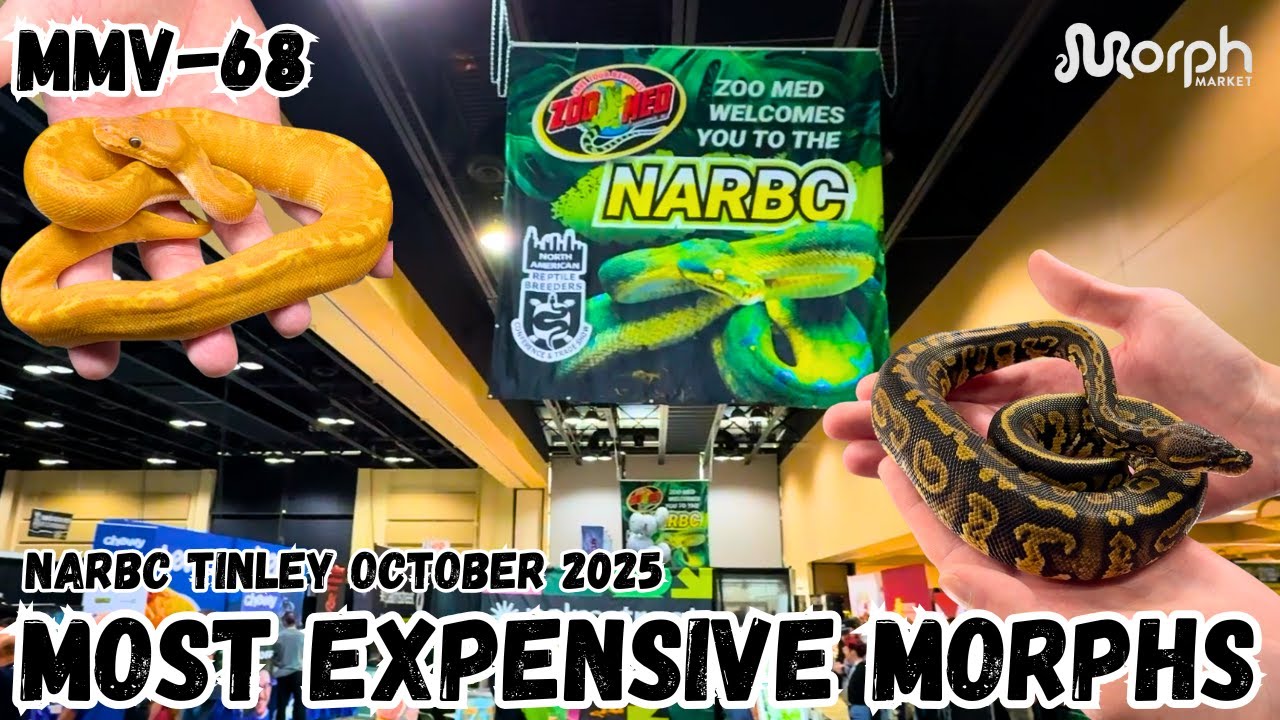 $100k Reptile Morph At NARBC Tinley