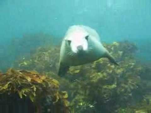 Albany WA - Seal Cove (Breaksea Island), Albany WA,Australien