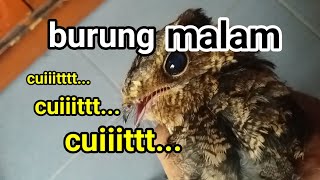 Download lagu Mysterious bird with a chirping sound at night mp3