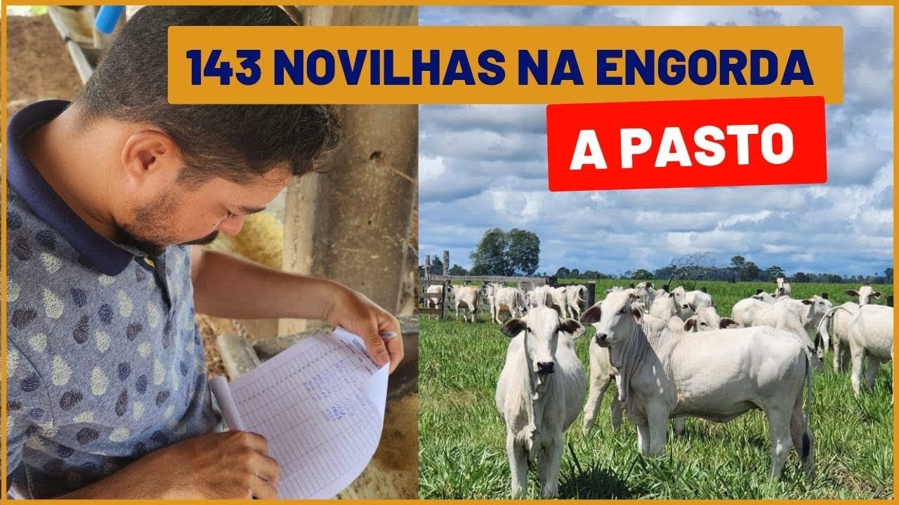 Veja quanto essas NOVILHAS A PASTO vão dar de LUCRO - Átila
