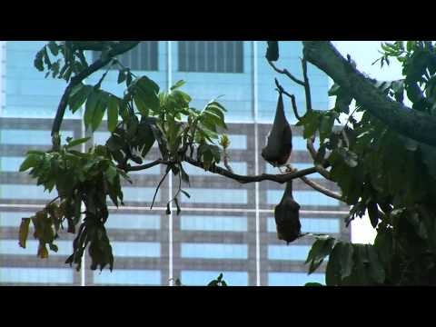 The Grey-headed Flying-Fox: bats in the middle of a city!