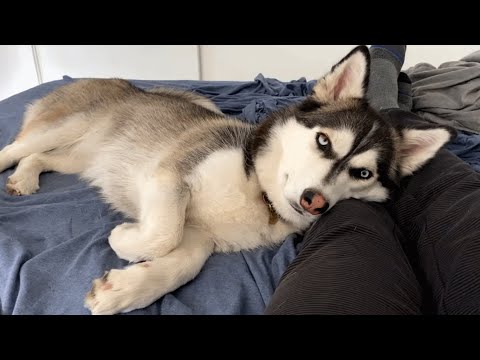 A Ton of Attitude in a Neat Package - a Hilarious Dog!