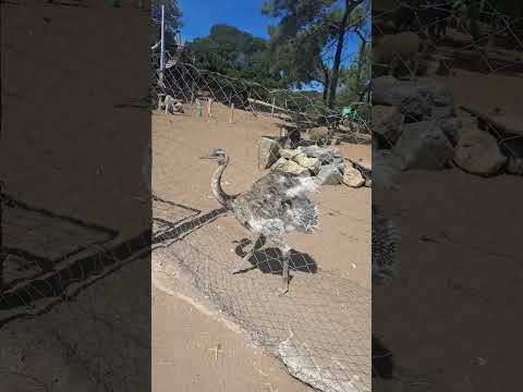 ÑANDÚ , " LAGO DE LOS CISNES ". NECOCHEA