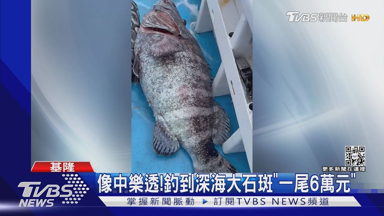 像中樂透! 釣到深海大石斑「一尾6萬元」